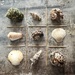 Sea Shell Tic Tac Toe by dailypix