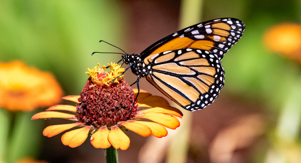 Monarch Butterfly! by rickster549