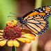 Monarch Butterfly!