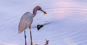 25th Jun 2024 - Little Blue Heron With a Snack!