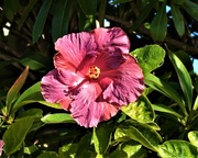 16th Jun 2024 - Beautiful Hibiscus ~