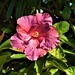 Beautiful Hibiscus ~ by happysnaps