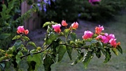 26th Jun 2024 - Bougainvillea Spray ~  