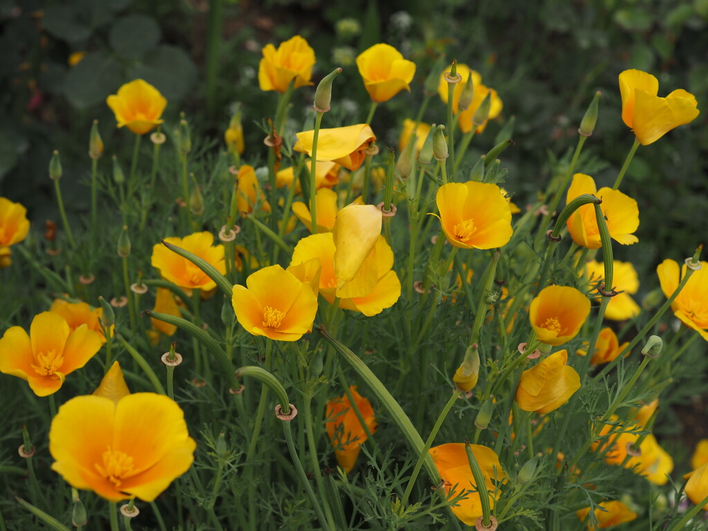 California poppies by monikozi