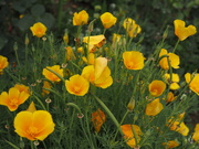 26th Jun 2024 - California poppies