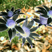 Solarized Flannel Flowers