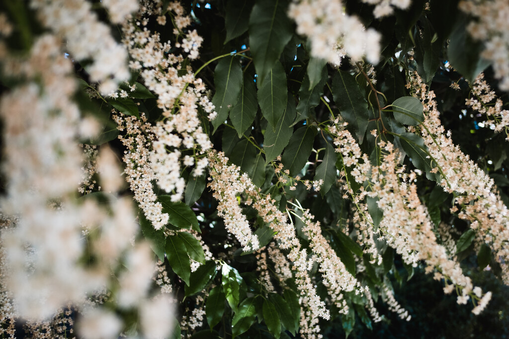 Scents of Our Walk by tina_mac