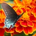Butterfly by edorreandresen