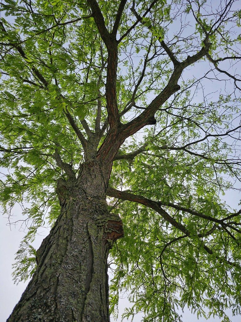 Honeylocust by edorreandresen