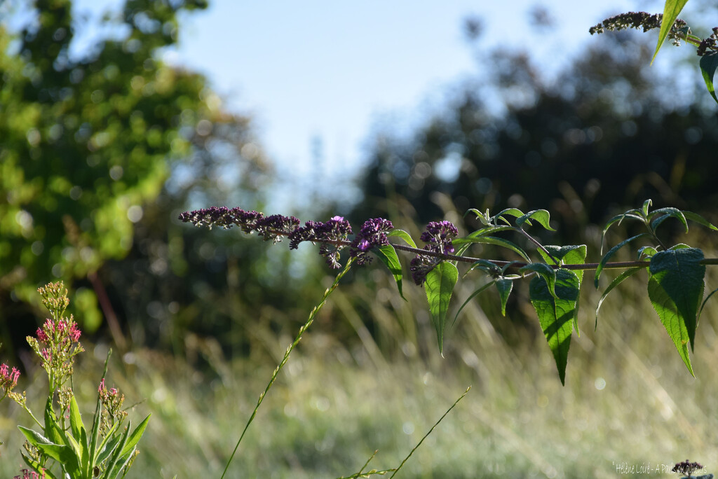 buddleia by parisouailleurs