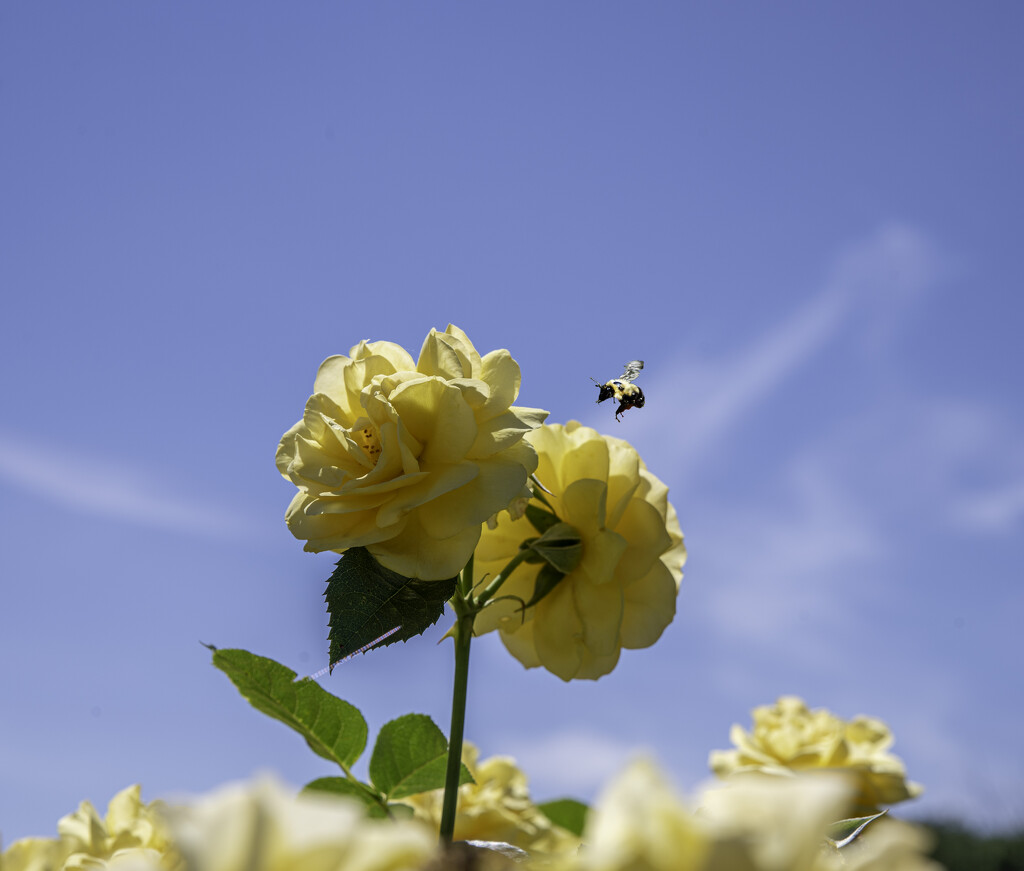 flower bee  by myhrhelper