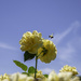 flower bee 