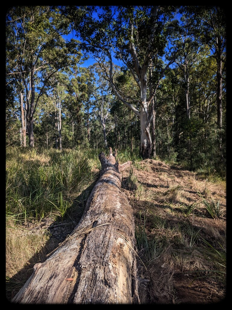 Foraging for Firewood by elf