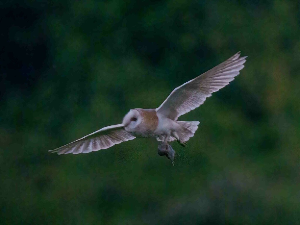  Barn Owl Female by padlock