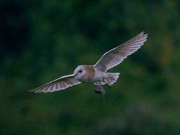 24th Jun 2024 -  Barn Owl Female