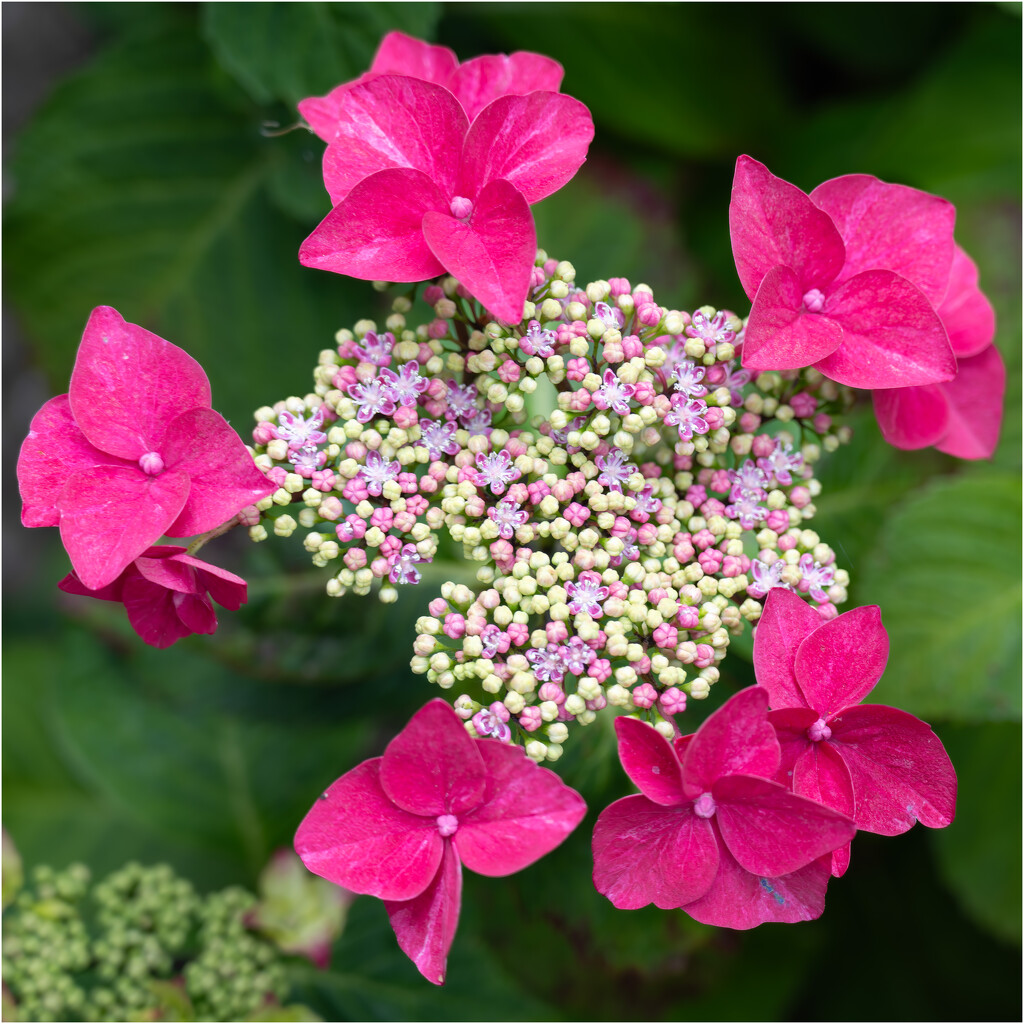 Hydrangea by clifford