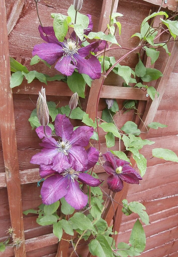 Clematis.......... by cutekitty