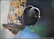 26th Jun 2024 - Greedy Jackdaw