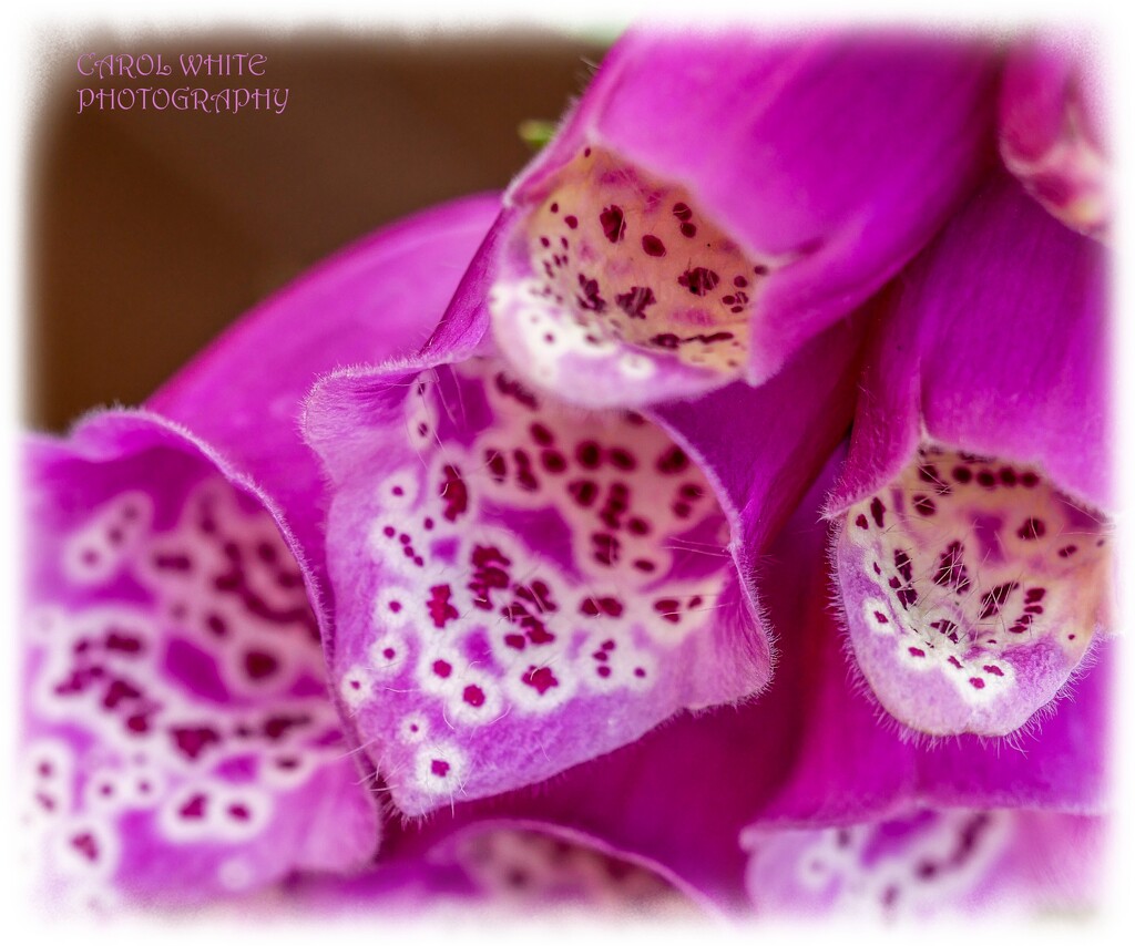 Foxglove by carolmw