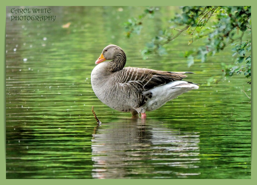 Greylag Goose by carolmw