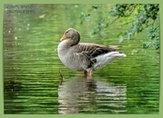 26th Jun 2024 - Greylag Goose