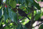 25th Jun 2024 - Cherry Picker