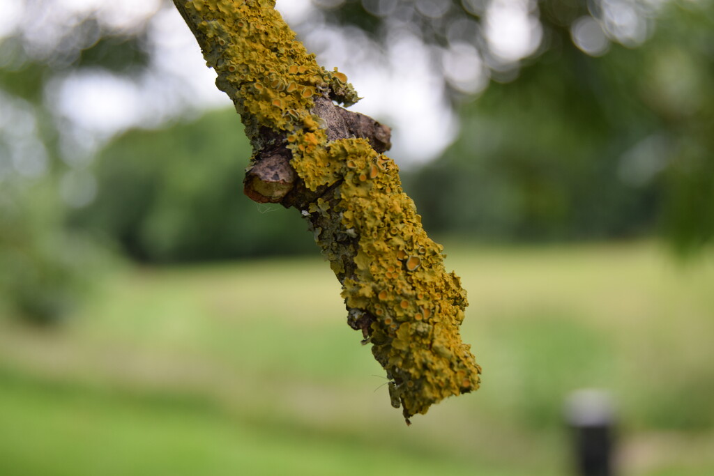 Lichen  by dragey74