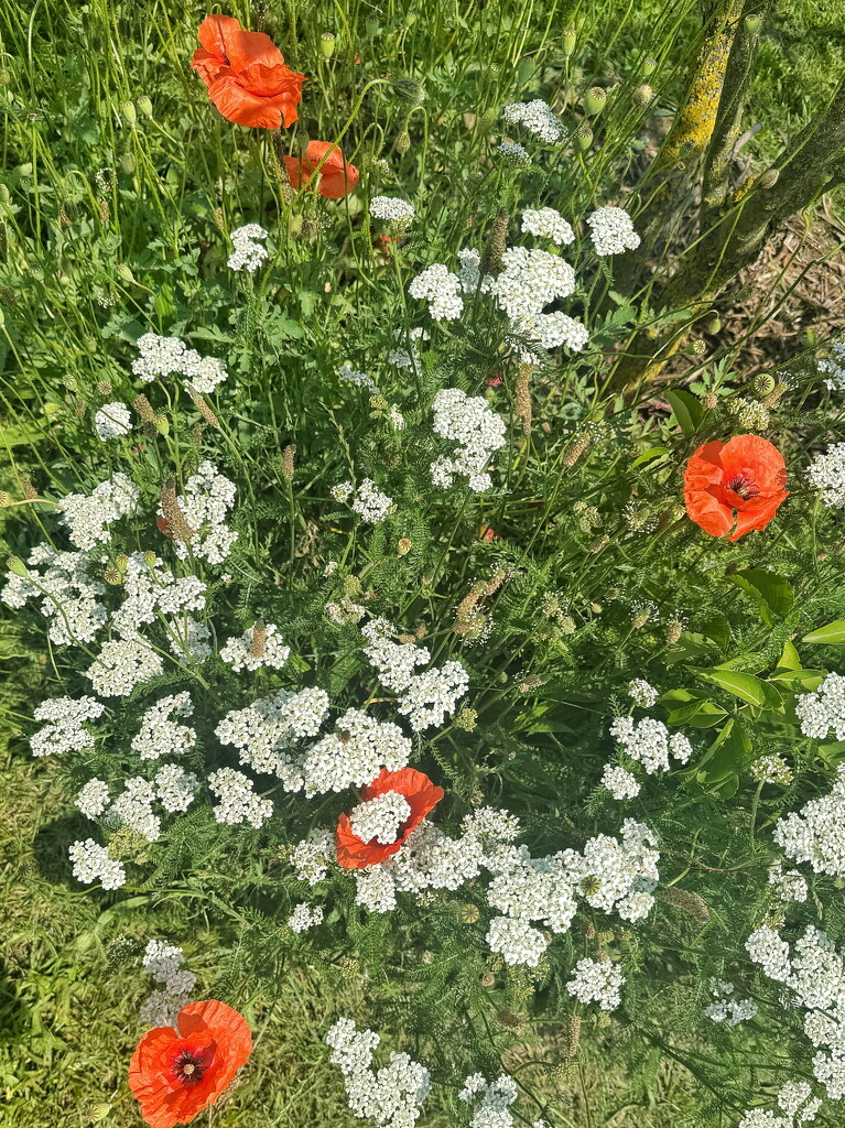 Spots of red.  by cocobella