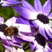 Bee~~~~~ by ziggy77
