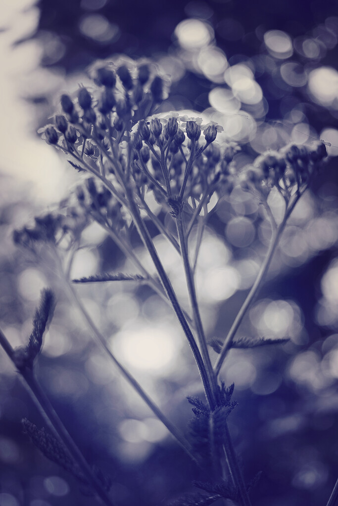 Yarrow in the Bokeh by juliedduncan