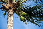 12th Jun 2024 - Green Coconuts