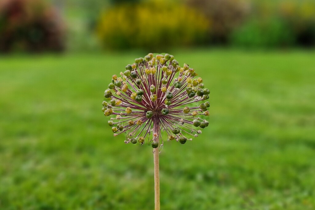 allium by christophercox