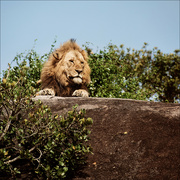 26th Jun 2024 - Look up there on the rock-oh WOW