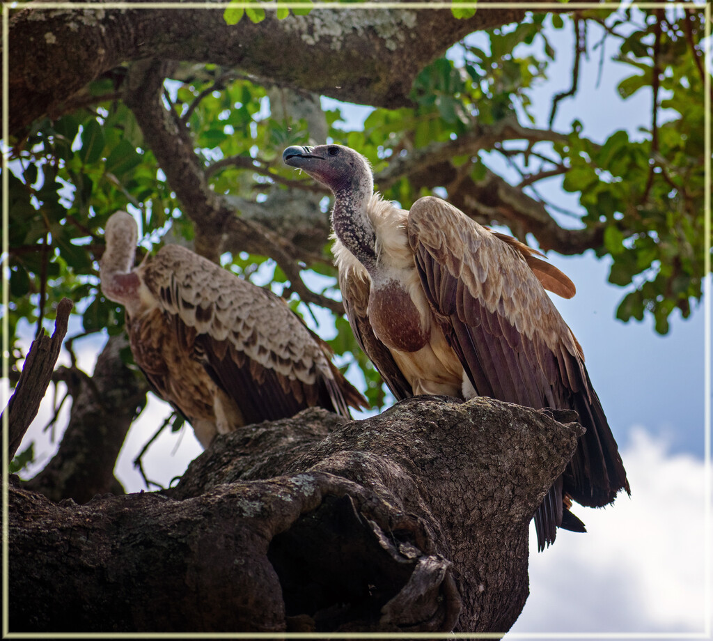 White-backed Vulture by 365projectorgchristine