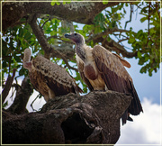 26th Jun 2024 - White-backed Vulture