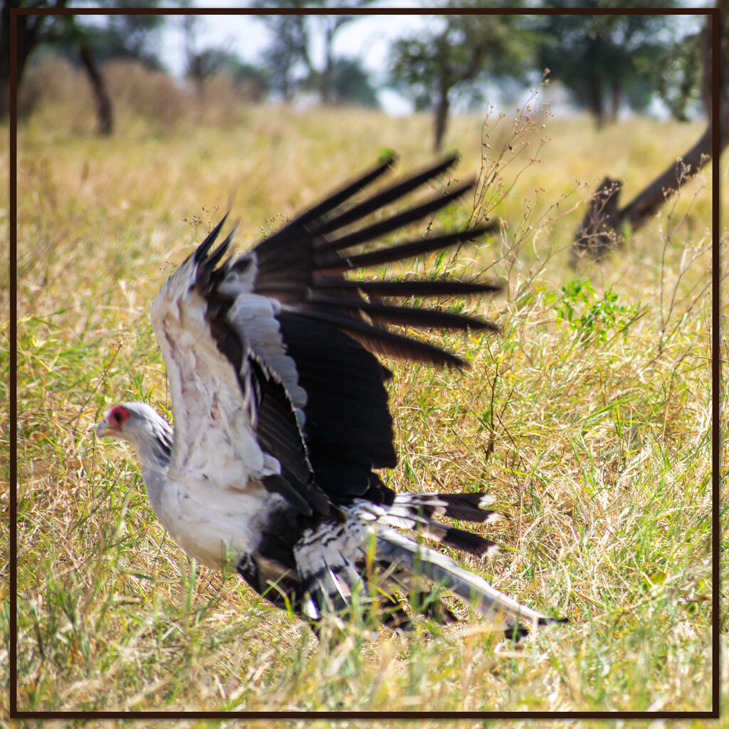 Secretary Bird taking off  by 365projectorgchristine