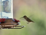 26th Jun 2024 - Landing Gear Down...