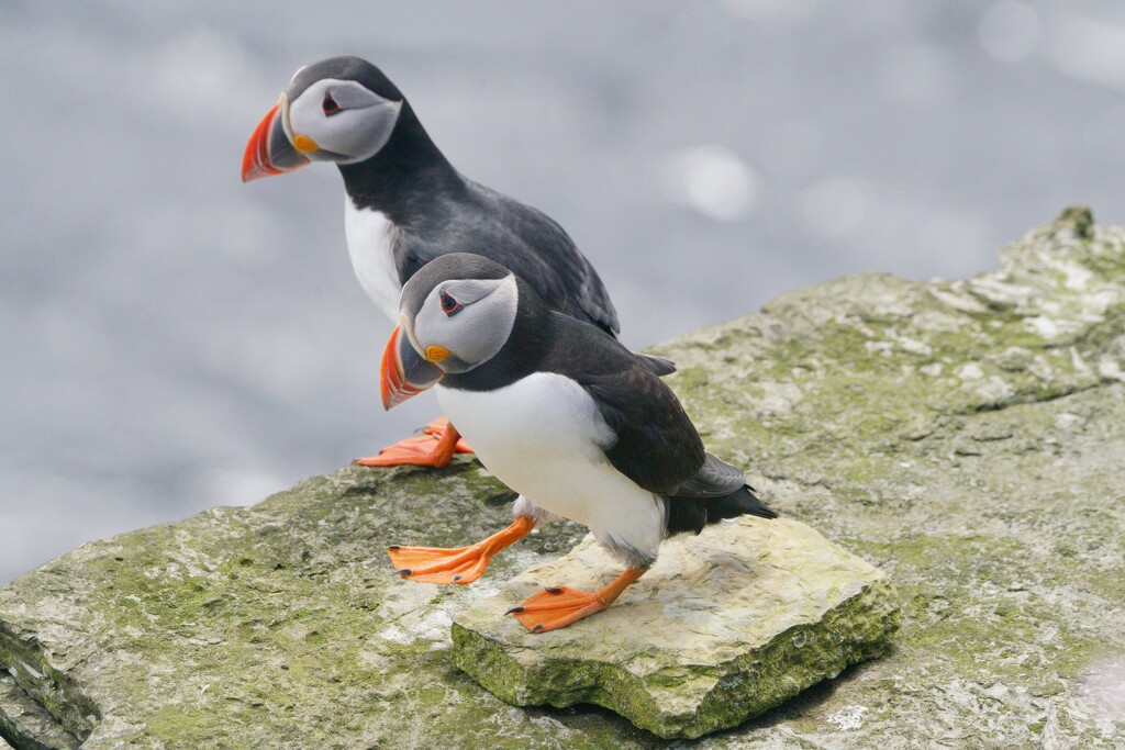 MORE PUFFINS by markp