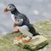 MORE PUFFINS