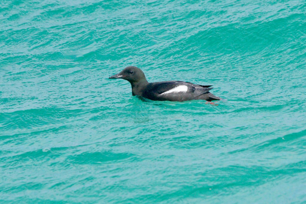 BLACK GUILLEMOT by markp