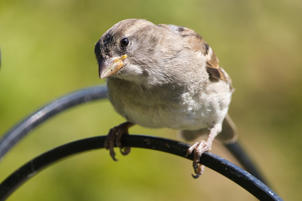 Female Sparrow by okvalle