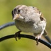 Female Sparrow by okvalle