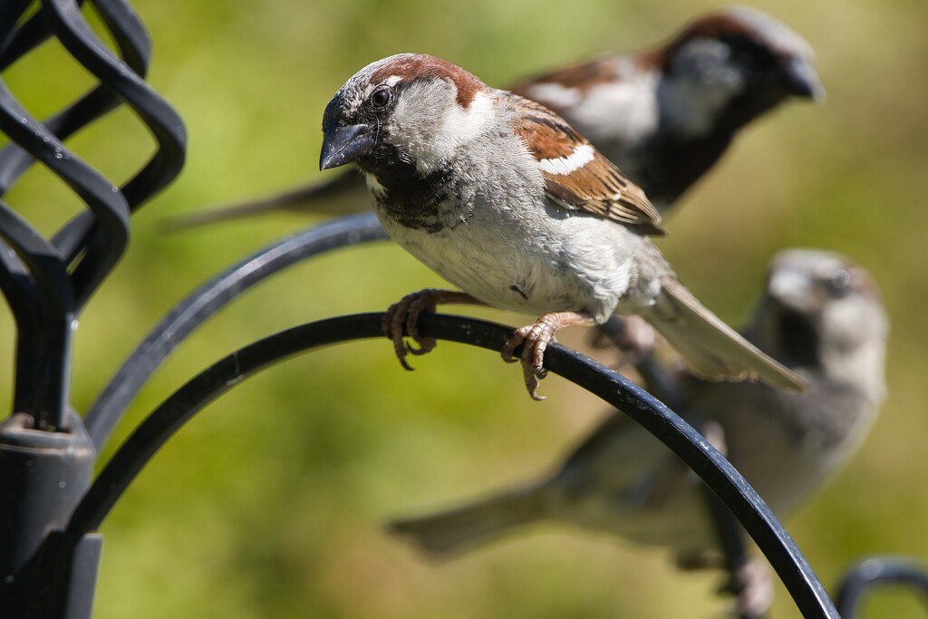 Male Sparrow by okvalle