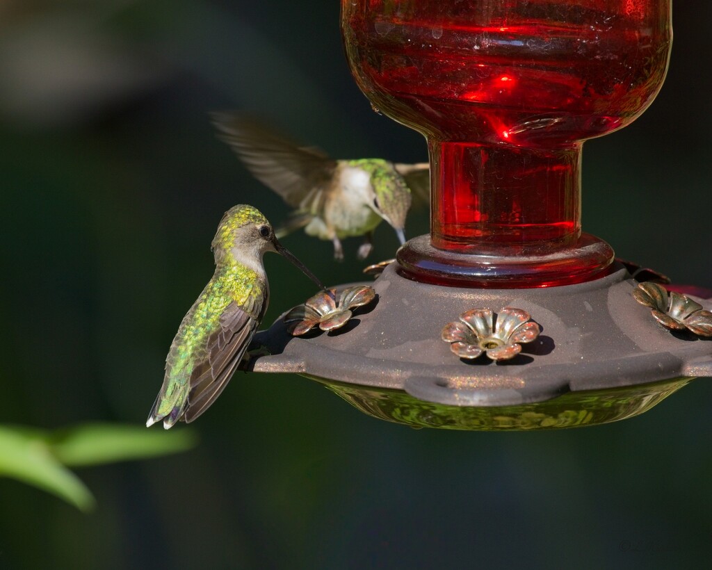 LHG_1500 Two hummers at feeder by rontu