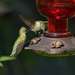 LHG_1500 Two hummers at feeder by rontu