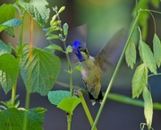 26th Jun 2024 - LHG_1559 Female Hummingbird enjoys the salvia