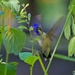 LHG_1559 Female Hummingbird enjoys the salvia by rontu