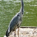 Grey Heron by fishers