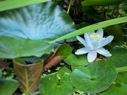 26th Jun 2024 - Water Lilly