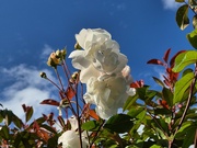 10th Jun 2024 - Roses in the sun